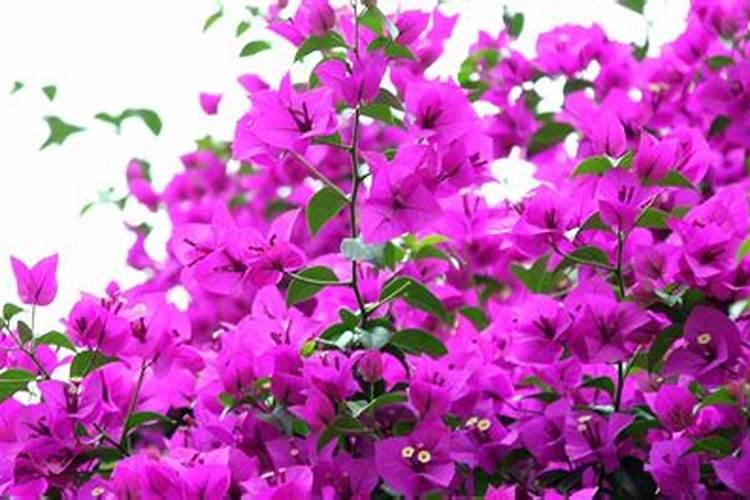 三角梅发芽后施什么肥