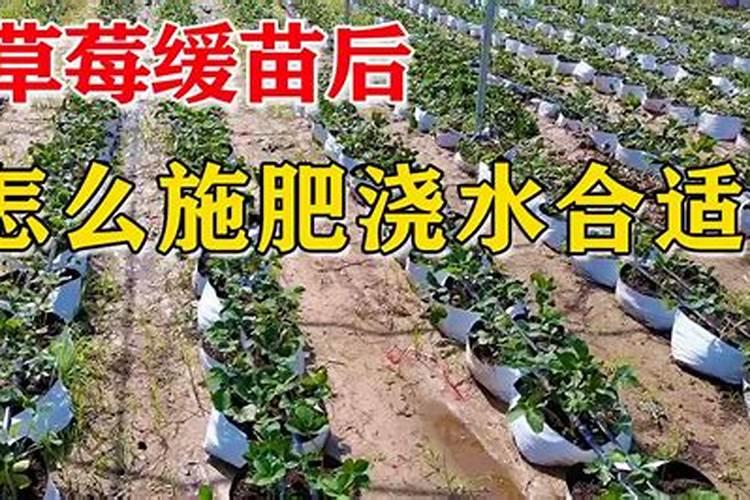 草莓如何用肥