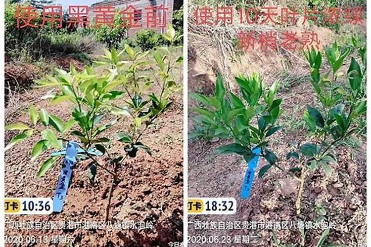 成年松树一般多久施一次肥？