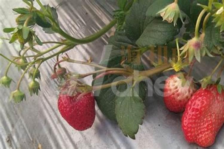 松树最好的肥料是什么？