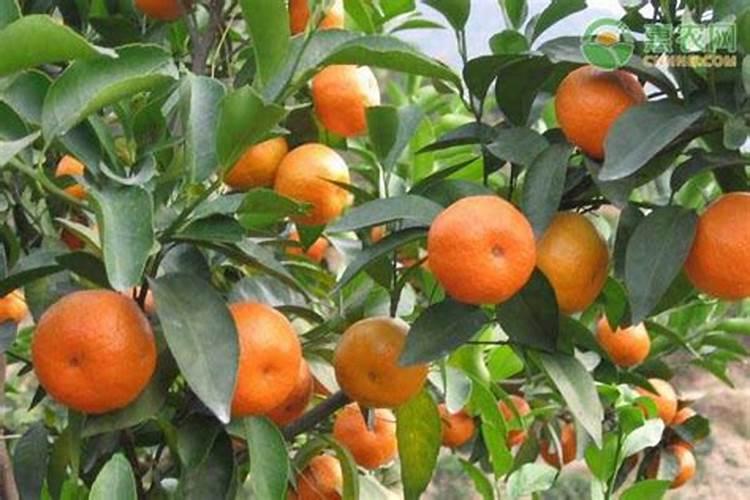 石榴栽种时如何施肥？适合用哪些肥料？