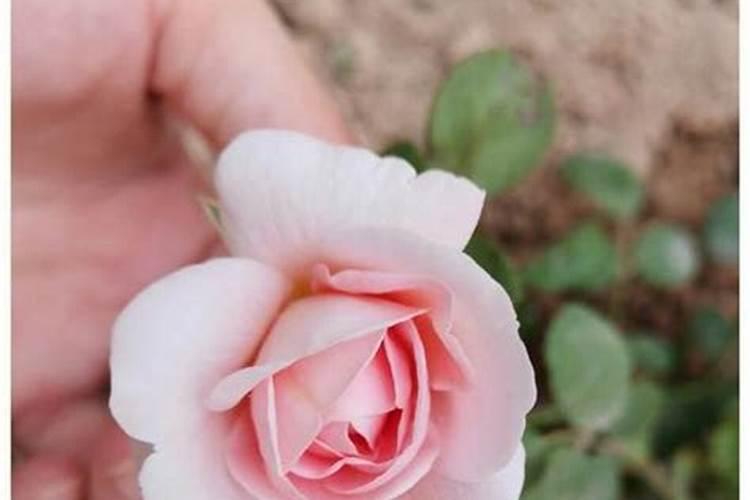 油菜缺磷症状
