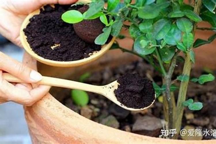 石榴施肥的最佳时间 石榴树什么时间施肥合适