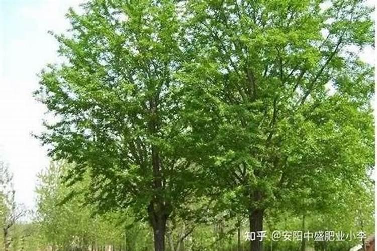 高温季节施药效果不好原因何在？
