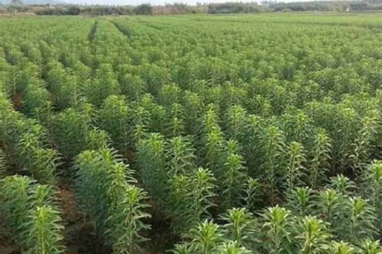 茶花上肥方法 氮肥催春梢