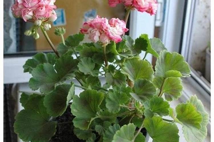 月季花现在都发芽了,而且也长新叶子了,可以施肥吗？
