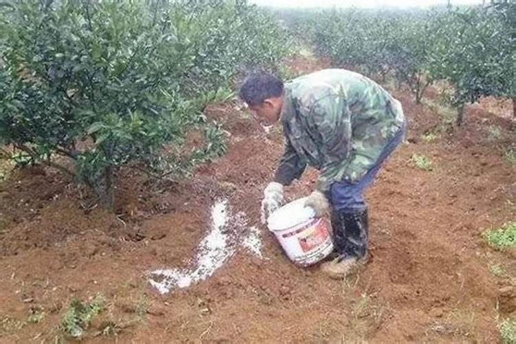 茶花上肥方法 氮肥催春梢