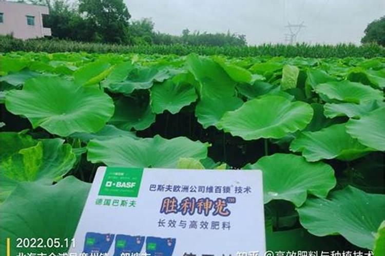 茶花如何施氮肥长得好