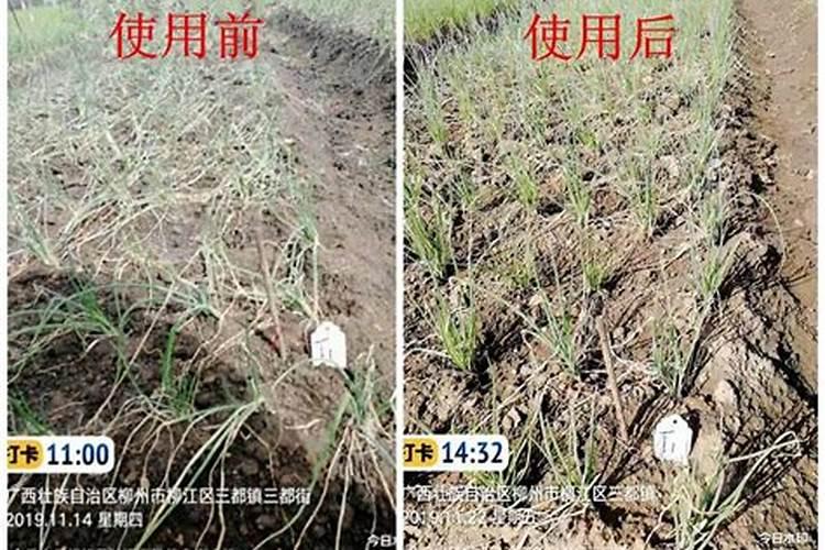 茶花花肥制作与使用方法