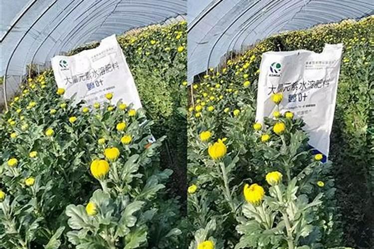 腐质酸对植物的作用是什么