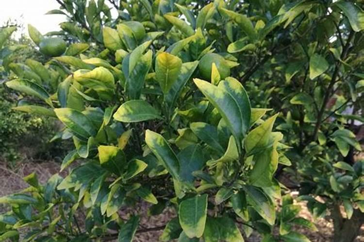 腐植酸肥料的作用和使用方法