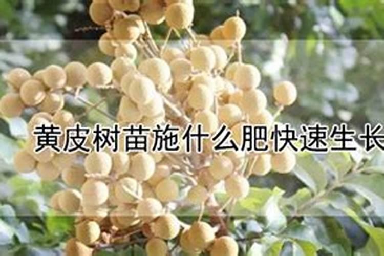 黄皮什么时候崔花？