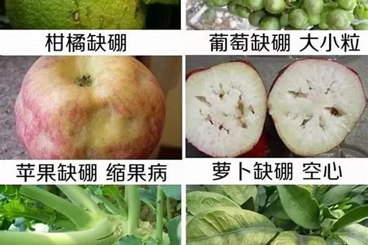 椰树缺硼的典型症状有哪些？