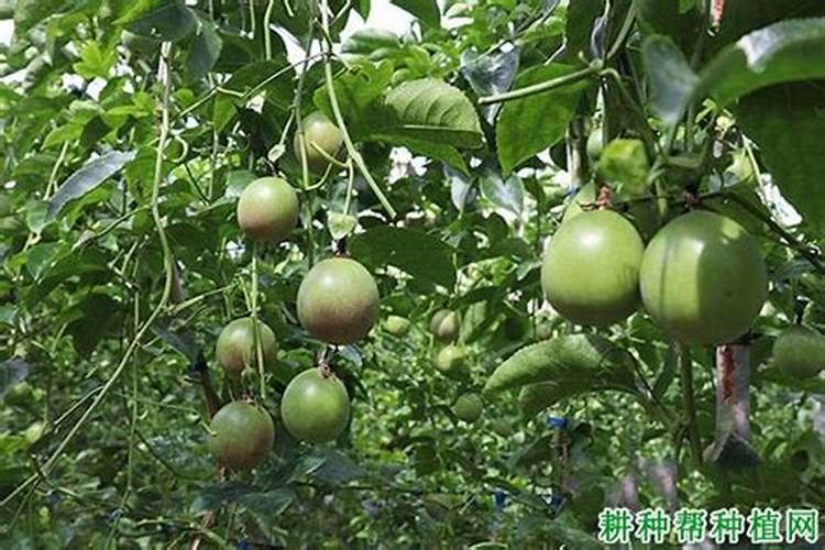百香果怎么促进花芽分化