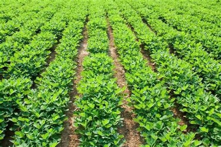 种草坪改善土壤用什么肥料好