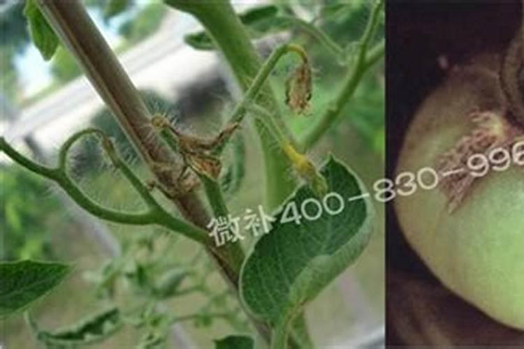 为什么番茄缺水缺肥及时追肥也不见好转