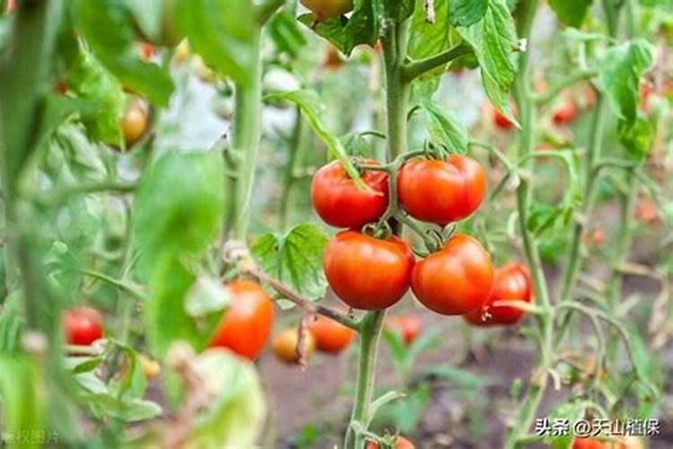 蔬菜种植缺硼有什么症状？如何正确补硼？