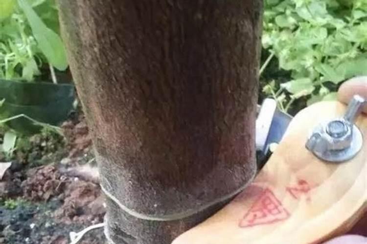茶花施什么肥最好