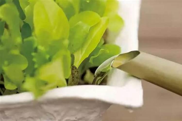 草木灰农业方面的用途