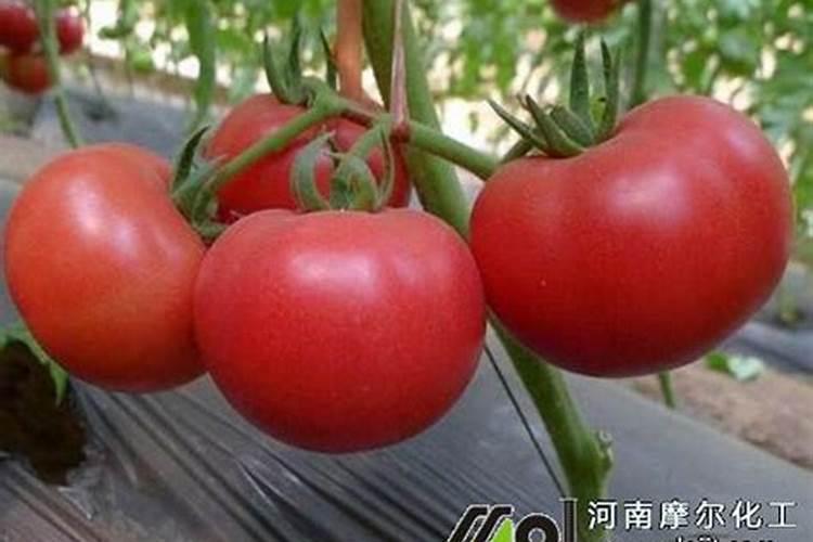 草木灰的作用草木灰有什么用