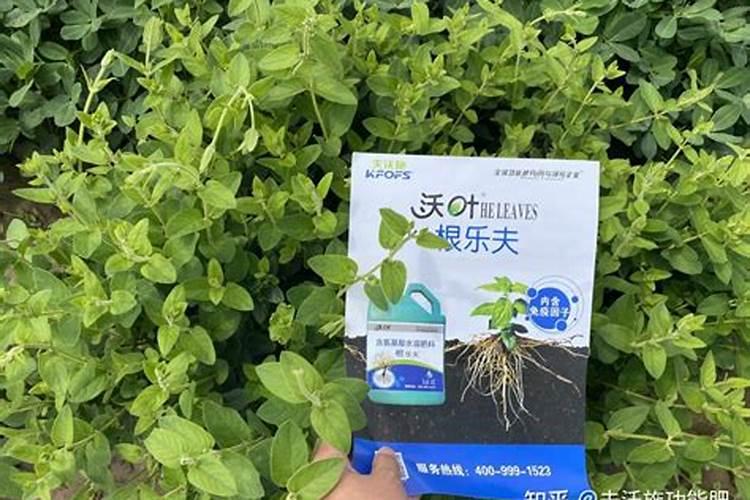 水溶肥是什么肥料,水溶肥料怎么使用效果更好