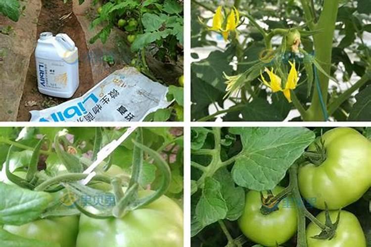 江西微量元素叶面肥木醋液