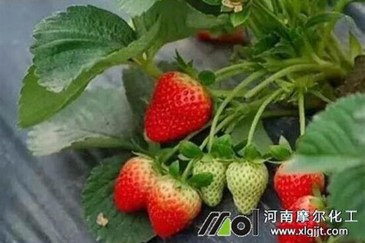 草莓缺钙冲施什么肥料