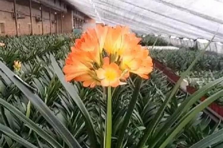 马铃薯种植到底用哪种钾肥好？该如何施好钾肥？
