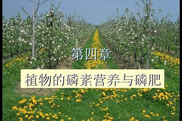 什么植物需要有机磷肥