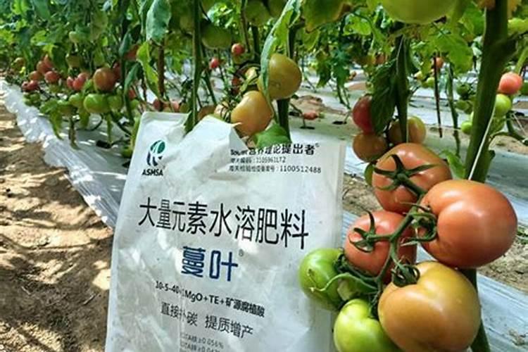 茶花花期能施什么肥 如何正确为它施肥