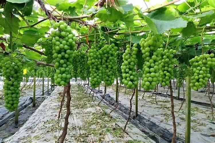 葡萄花后施什么肥料
