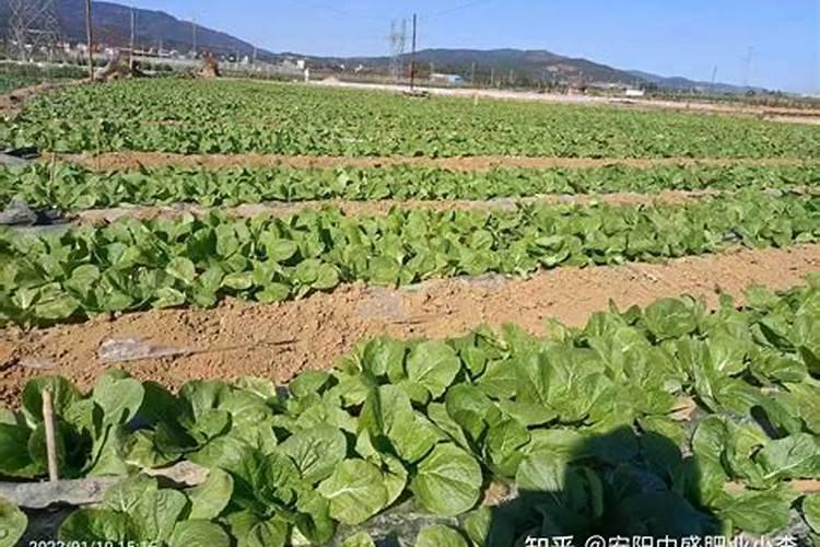 水培植物用什么肥料叶子绿最有效果