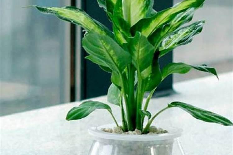 变质的花生油能绐蓝莓苗施肥吗？