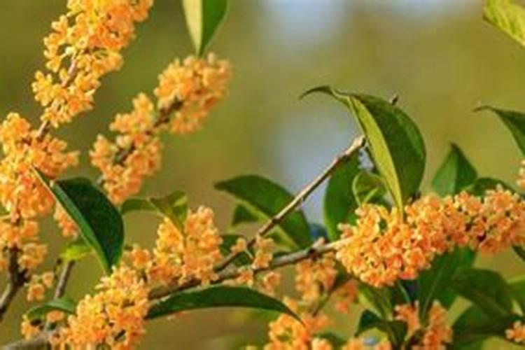 植物叶子用什么肥料能变大变厚？