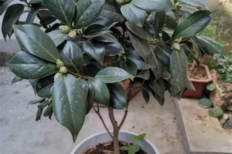 茶花最忌三种肥料