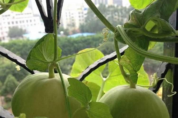 第一年阳光玫瑰栽培养殖方法