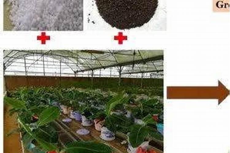 香蕉树最忌三种肥料