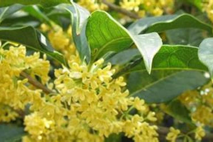 桂花浇水的正确方法 怎样让桂花长得更好