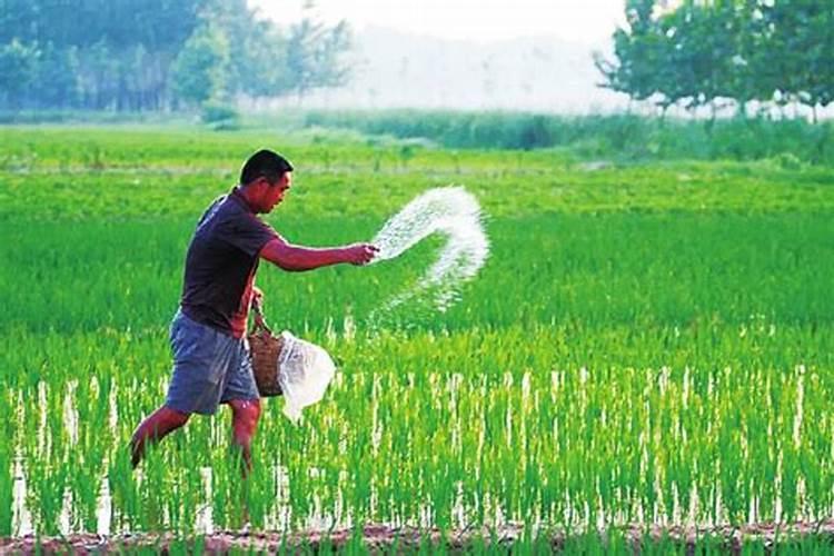 农民为什么重视有机肥施用？微生物如何修复土壤结构？