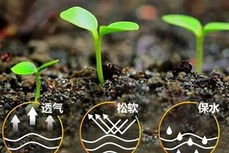 菜心高产施肥要点 菜心怎么养殖好