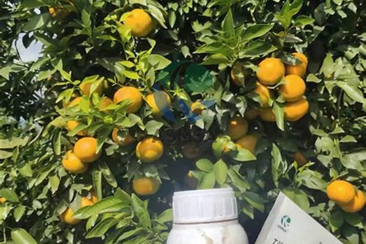 怎样防治柑橘缺硼症？