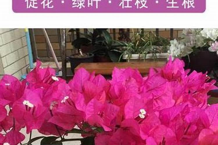 什么叶面肥能增厚叶子