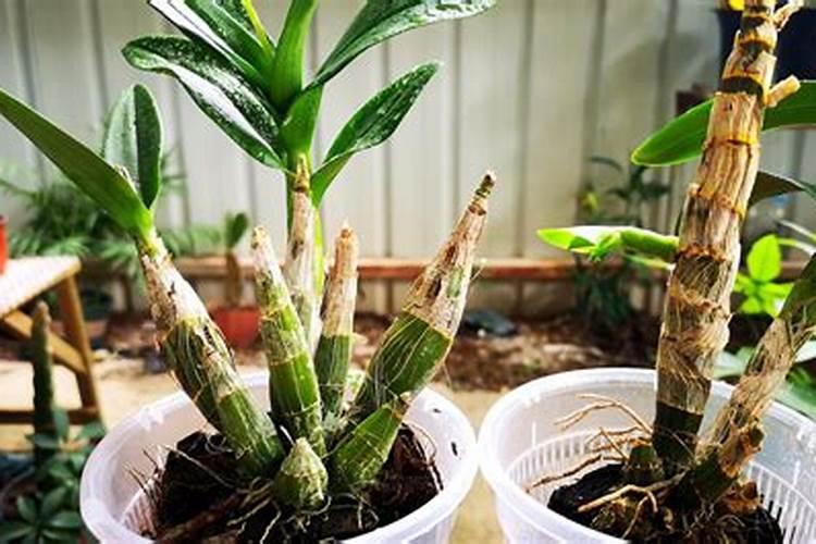 植物叶子用什么肥料能变大变厚？