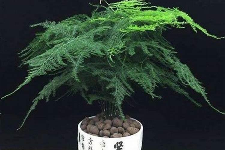 文竹怎么养才能更旺盛施什么肥最好