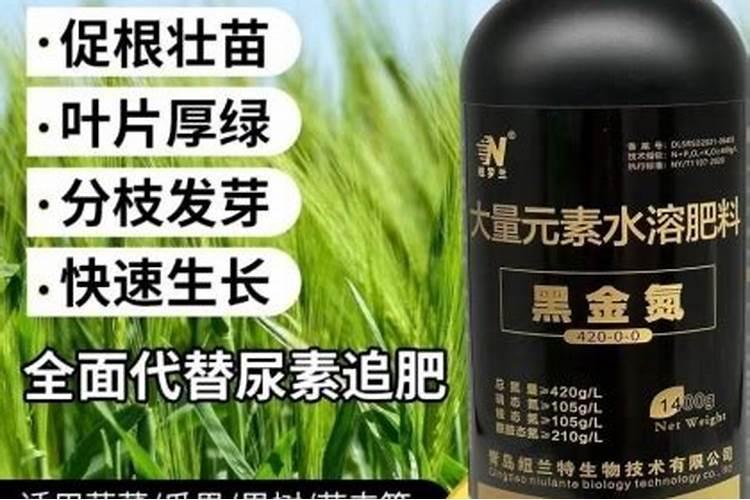 马蹄种植技术