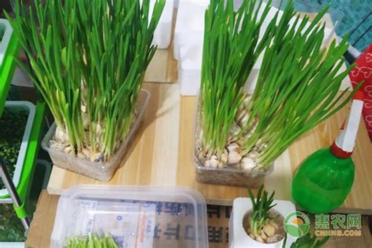 青蒜苗整头种植影响品质产量吗