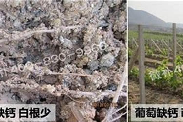 高塔造粒复合肥是控释肥吗