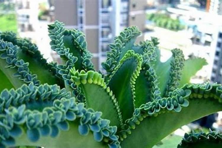 什么植物叶面肥变绿最快