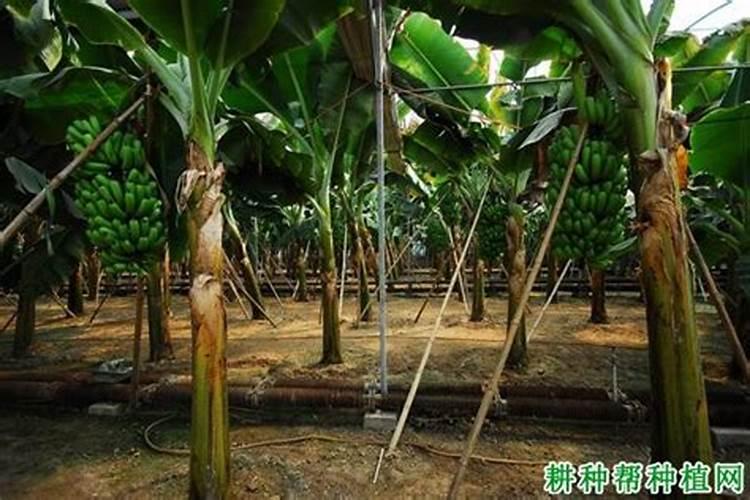 香蕉用什么肥料好
