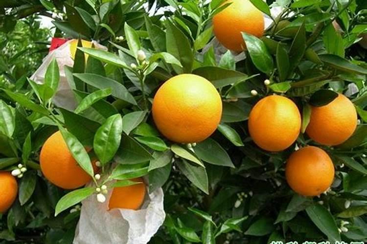 夏橙几月成熟 夏橙的栽培技术简介
